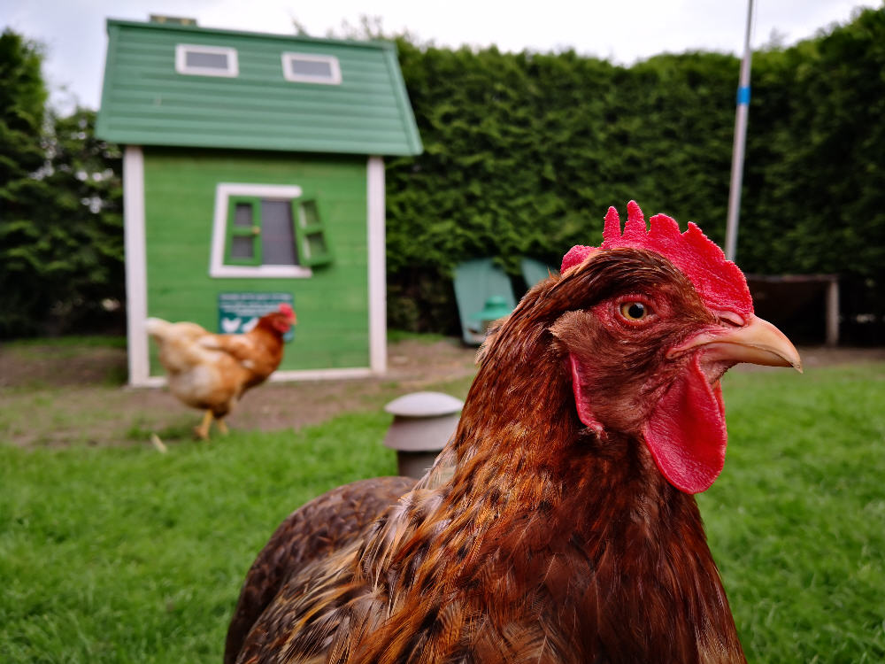 Bielefelder Kennhuhn Angela aus Berlin Gatow