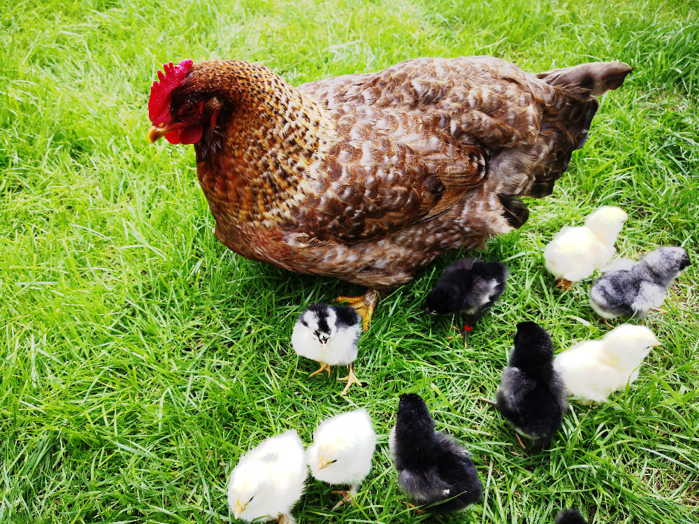 Bielefelder Kennhuhn Goldienchen aus Berlin Gatow